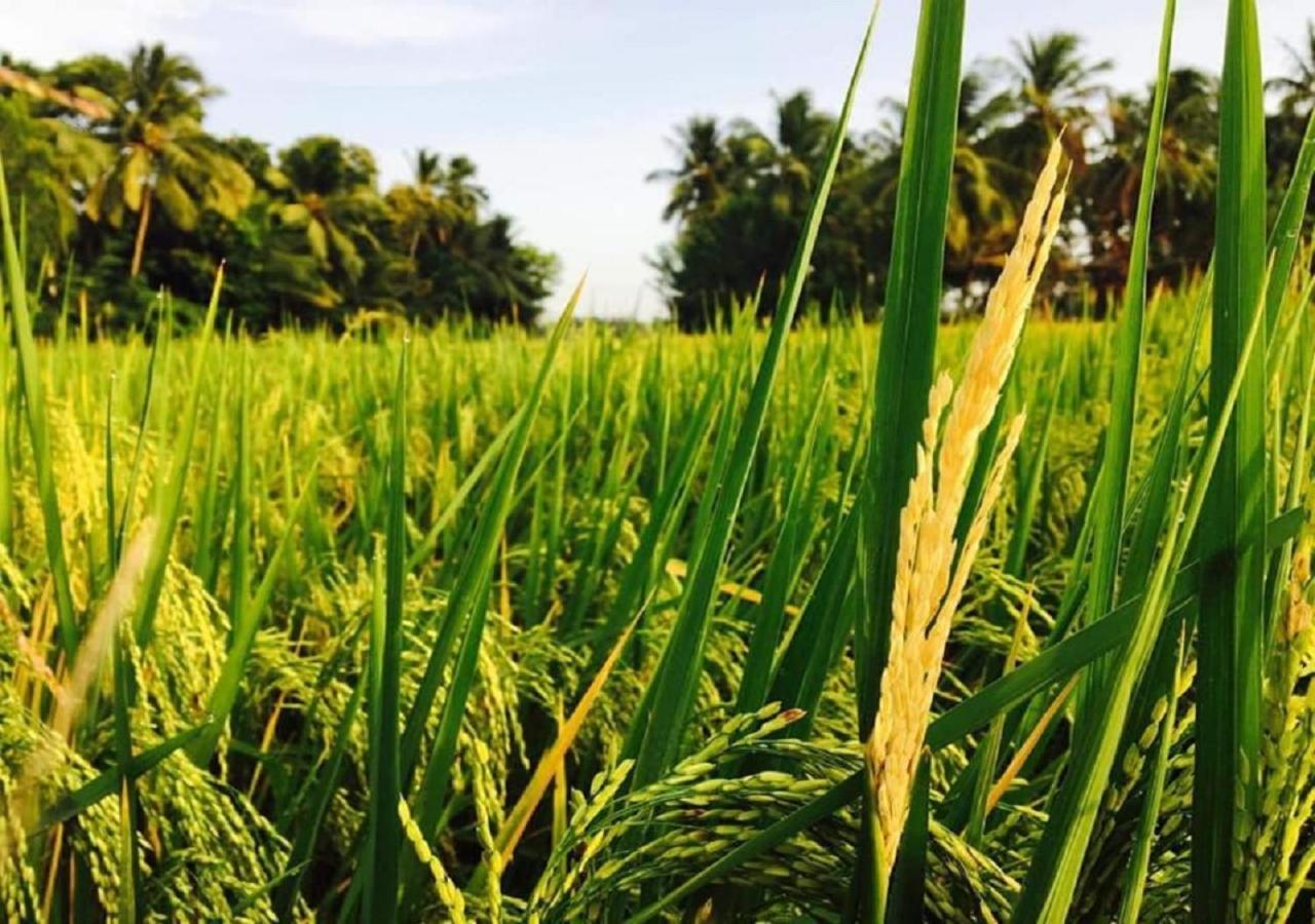 Rice Rice Villas Tissamaharama Extérieur photo
